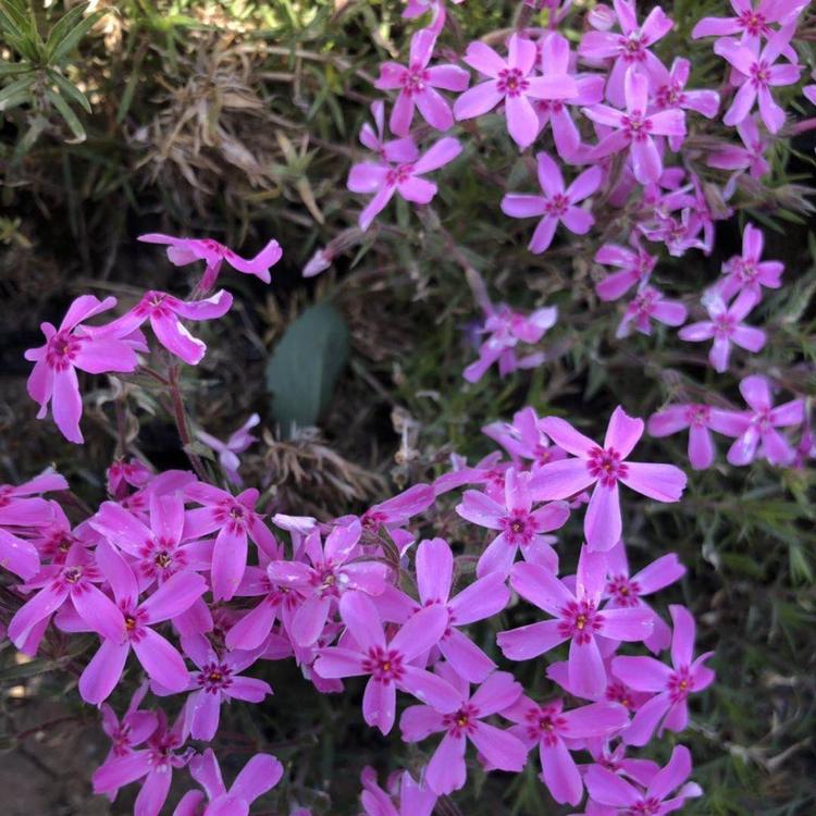 山东青州草花芝樱种植   福禄考直销