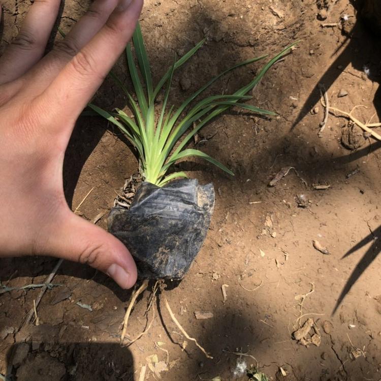 基地直销金娃娃萱草报价 金娃娃萱草种植批发