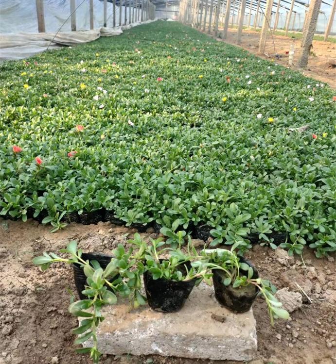 半支莲价格半支莲太阳花批发山东半支莲太阳花基地