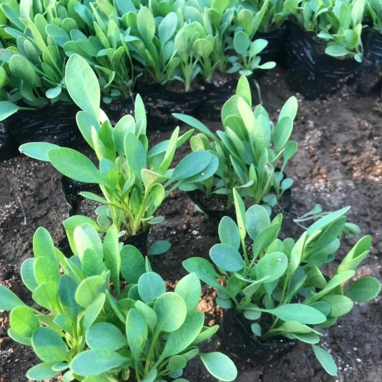 金鸡菊价格 金鸡菊报价 金鸡菊供应 金鸡菊种植基地