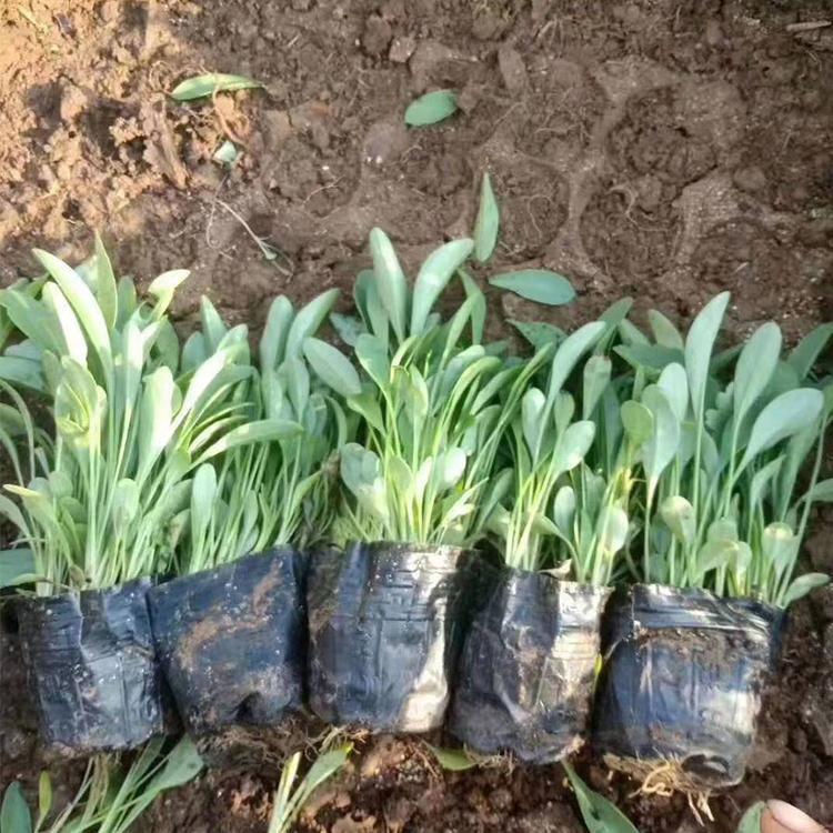 批发优质金鸡菊小苗   金鸡菊价格