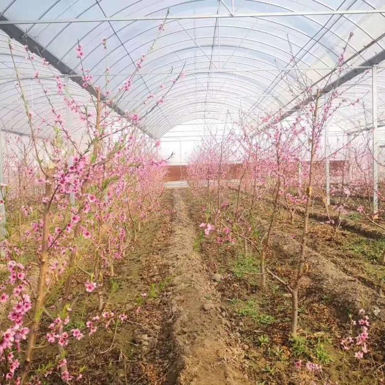 拱形联栋大棚 拱形薄膜大棚温室  金威温室工程公司  温室大棚设计生产一体服务