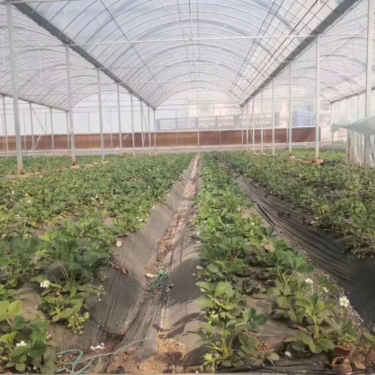 拱形连栋大棚 拱形薄膜温室  山东省金威温室材料 智能温室厂家直营
