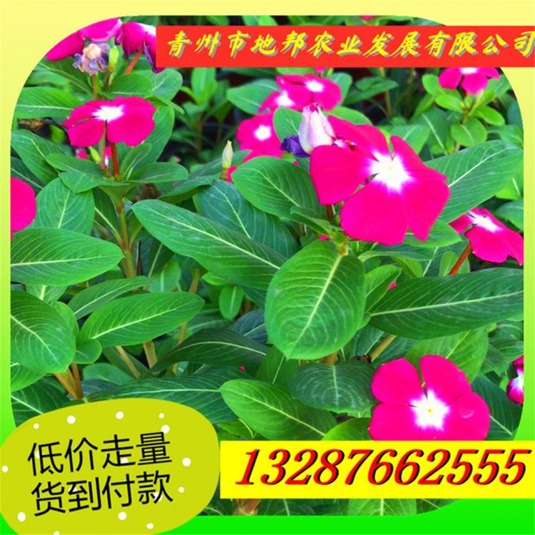 质优价廉好商家 长春花  地邦天天开培育基地 天天开