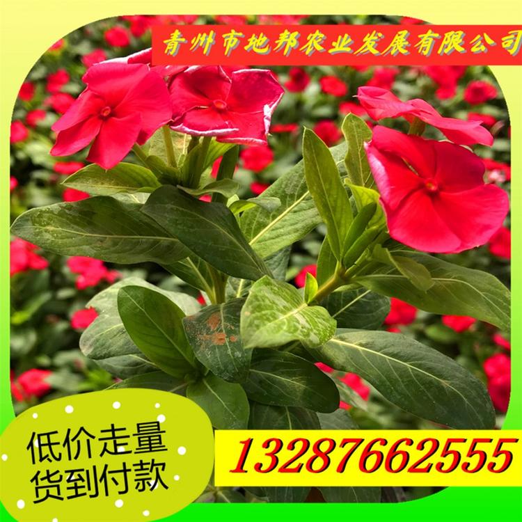 长春花 天天开  地邦天天开培育基地 长春花种植基地