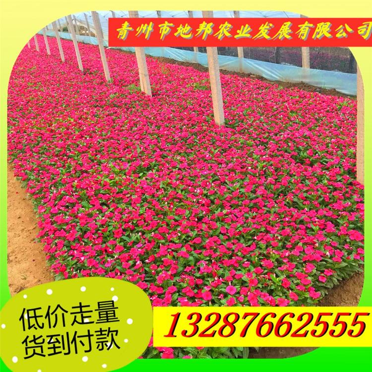 基地直销长春花天天开  量大优惠  现货供应长春花 天天开