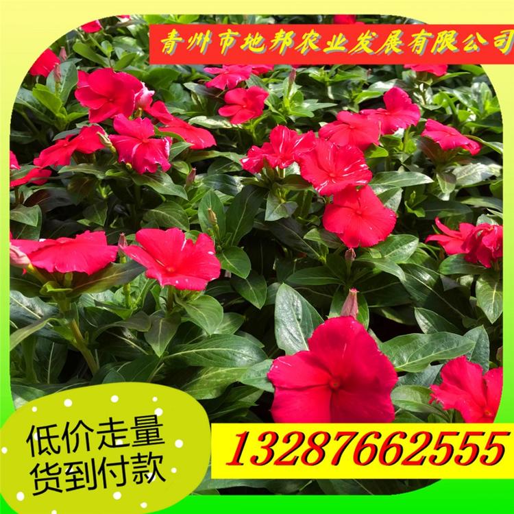 长春花批发 草花租摆优质长春花  欢迎咨询青州草花基地