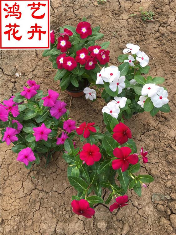 广安天天开家庭观赏花 天天开绿化常见植物