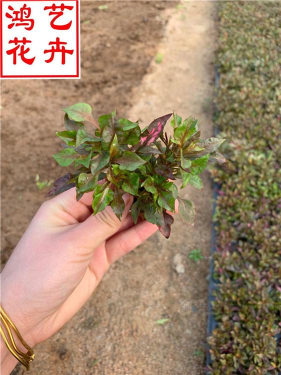 郑州五色草屋顶观赏苗 五色草盆栽花种批发