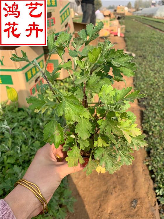 淄博地被菊花海工程美化 地被菊工程苗营养杯