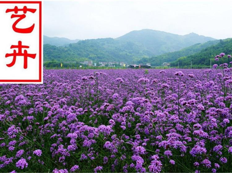 成都柳叶马鞭草常年供应 柳叶马鞭草资深专家培育