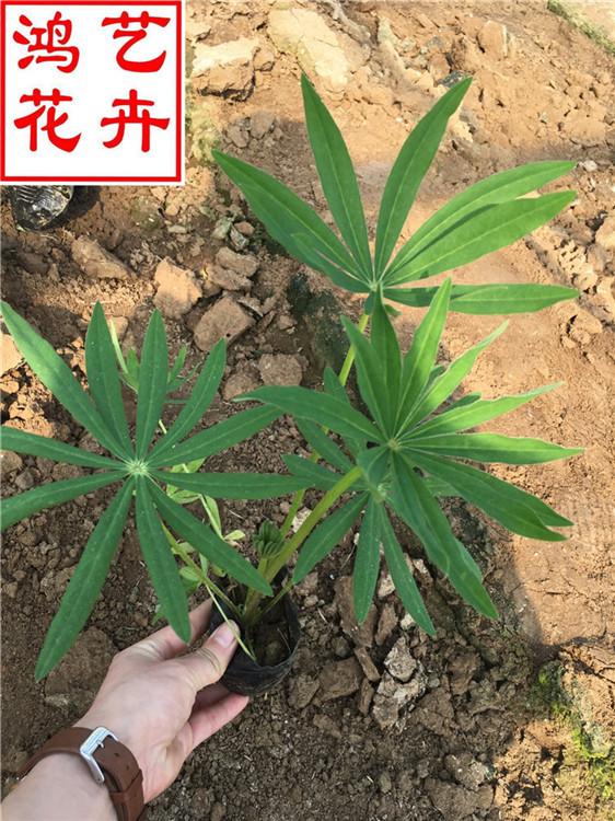 威海鲁冰花批发零售 鲁冰花草坪用花-鸿艺花卉