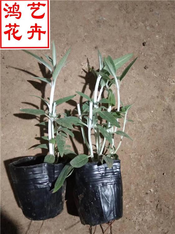 秦皇岛墨西哥鼠尾草批发零售 鼠尾草园艺绿花花卉