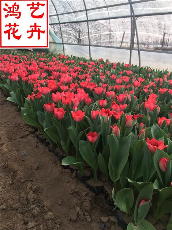 临沂郁金香的价格 郁金香绿化苗木工程-鸿艺花卉