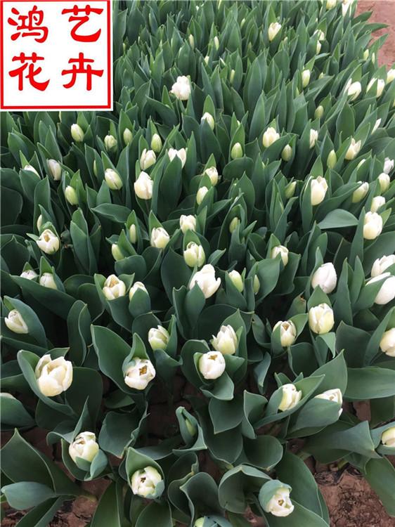 泉州郁金香盆景盆栽 郁金香资深专家培育-鸿艺花卉