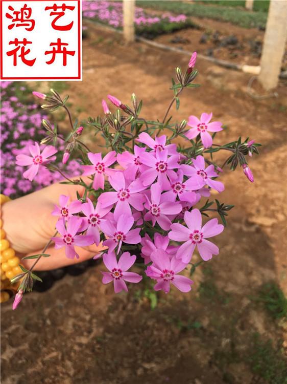 德阳芝樱大面积绿化植物 芝樱盆栽花种批发