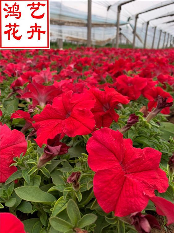 广安矮牵牛市政绿化用苗 垂吊矮牵牛苗圃直供