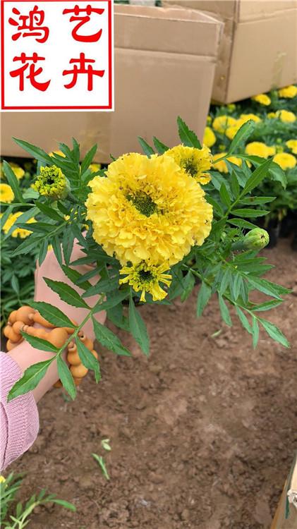 安阳万寿菊资深专家培育 万寿菊工程苗营养杯