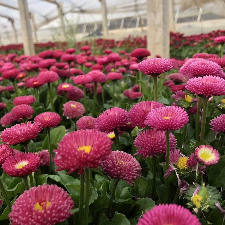 亨利花卉雏菊种植基地_雏菊批发价格