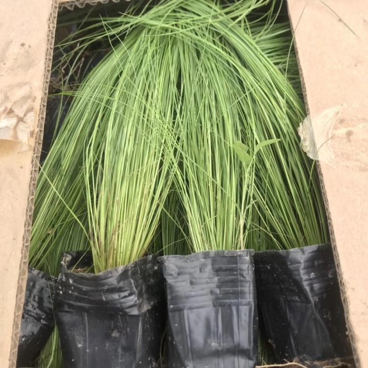 细叶针芒价格_青州细叶针芒基地
