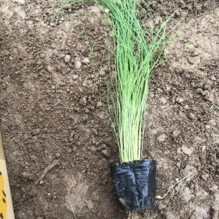 青州细茎针芒价格_青州细茎针芒种植基地