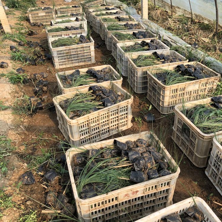 山东针叶芒价格_针叶芒批发基地