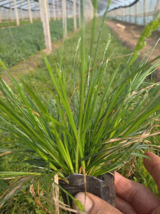 青州青绿苔草价格_青绿苔草种植基地