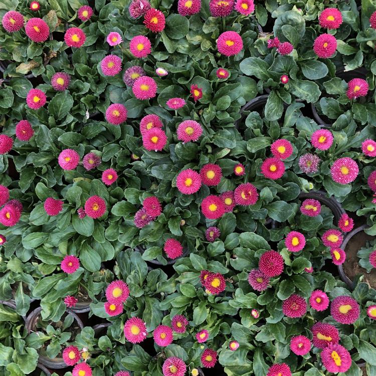 青州花卉雏菊种植基地_雏菊批发价格