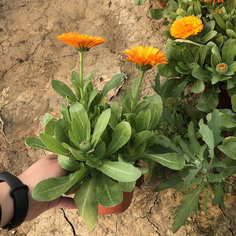 青州金盏菊种植基地_金盏菊销售价格