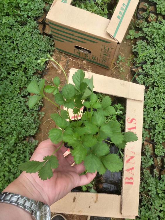山东蛇莓批发价格_山东蛇莓种植基地