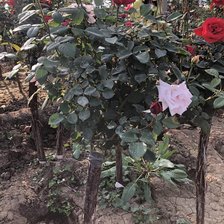 亨利树桩价格_树桩月季_树状月季大量批发