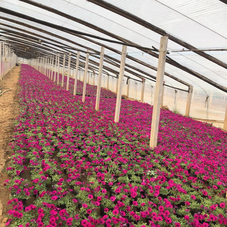 青州花卉矮牵牛_矮牵牛基地_矮牵牛批发价格