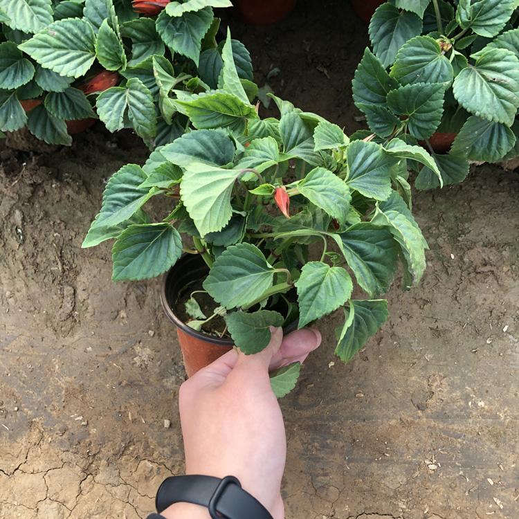 青州草花一串红价格_亨利花卉一串红基地批发