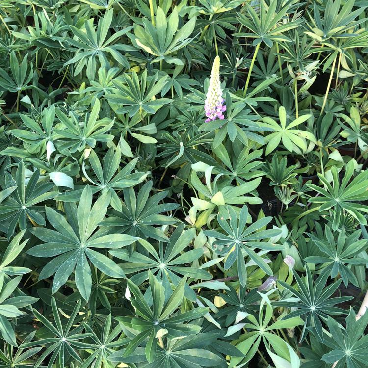 亨利花卉鲁冰花大量供应_鲁冰花批发价格销售