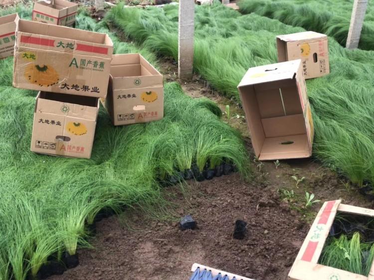 青州细茎针茅价格_青州细茎针茅基地