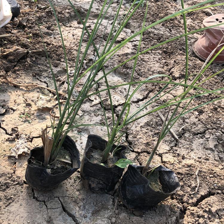 青州针叶芒价格_针叶芒批发基地