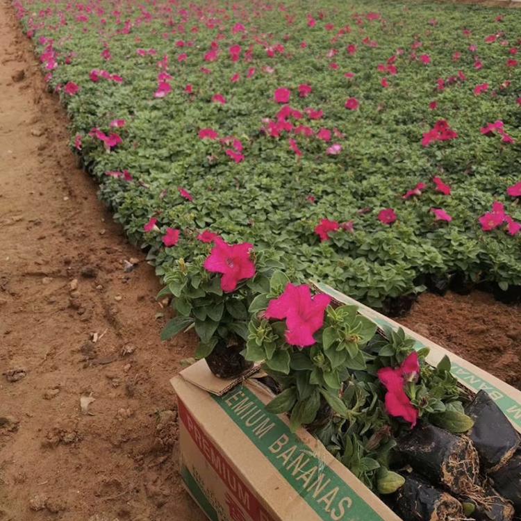 牵牛花 牵牛花苗 牵牛基地