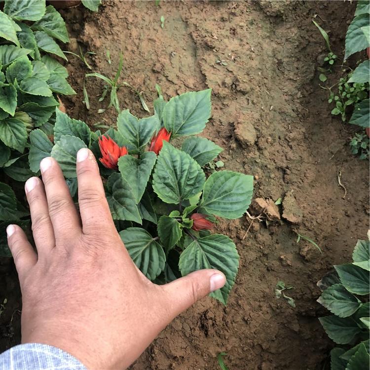 孔雀草 山东草花基地供应红色黄色孔雀草