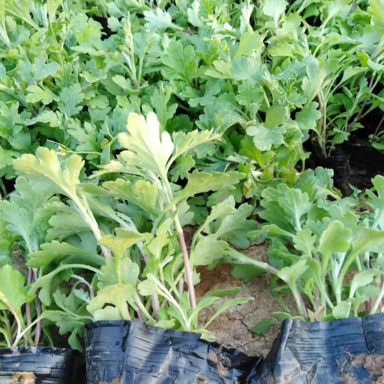 地被菊  地被菊