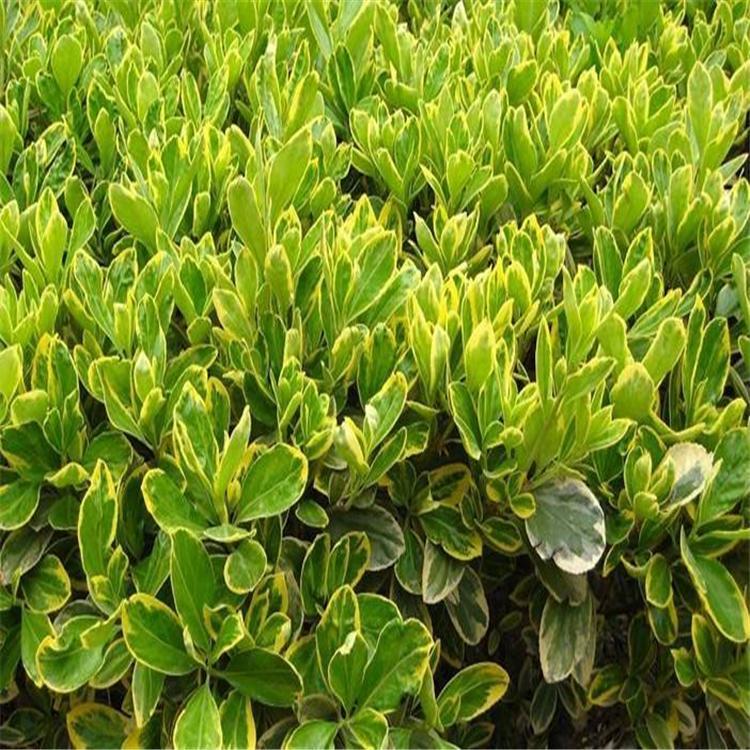 大叶黄杨 大叶黄杨种植基地 大叶黄杨批发 大叶黄杨基地 大叶黄杨小苗
