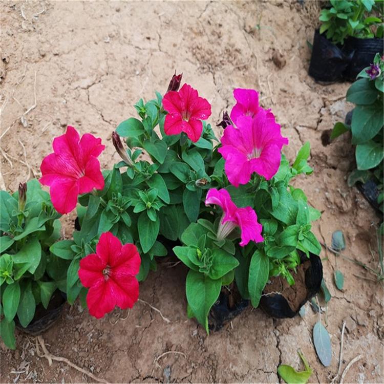 青州时令草花批发垂钓矮牵牛营养钵苗-承玉花卉