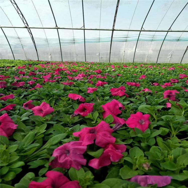 花卉市场批发绿化工程用苗垂钓矮牵牛-承玉花卉