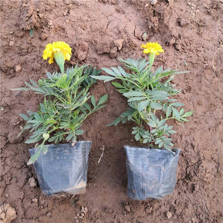 许昌苗圃直供市政绿化用苗孔雀草盆栽-承玉花卉