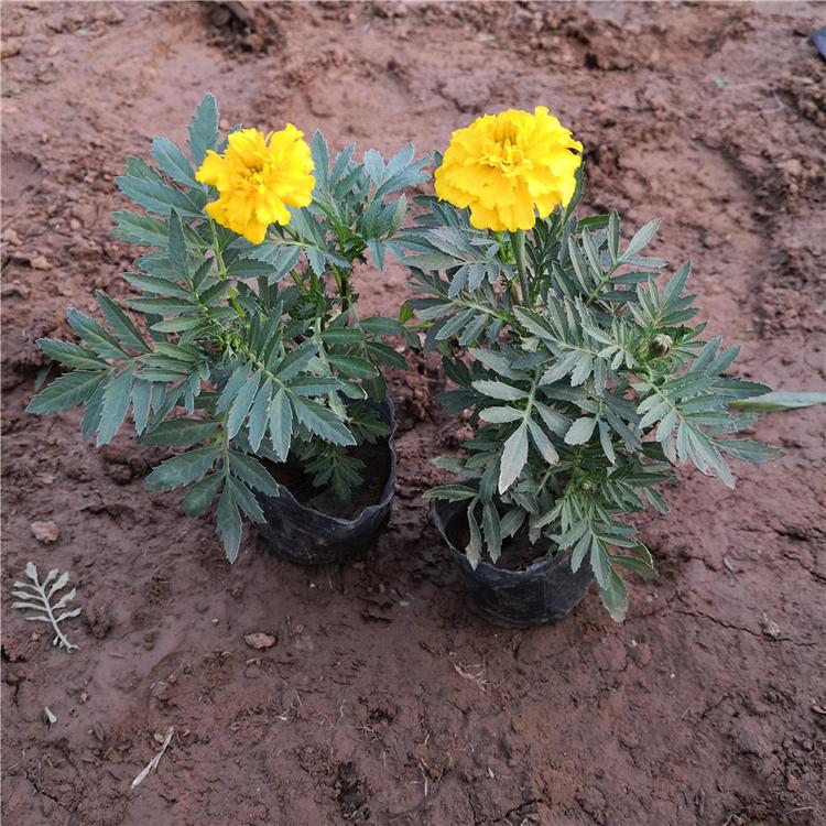 新余现货供应绿化常见植物孔雀草工程苗-承玉花卉