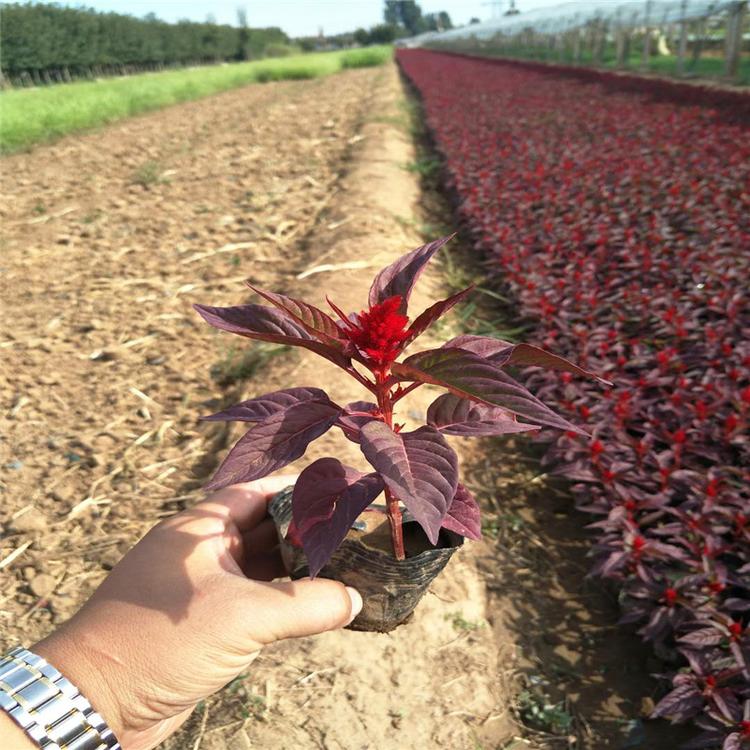 福州批发零售花卉新品种世纪红杯苗-承玉花卉