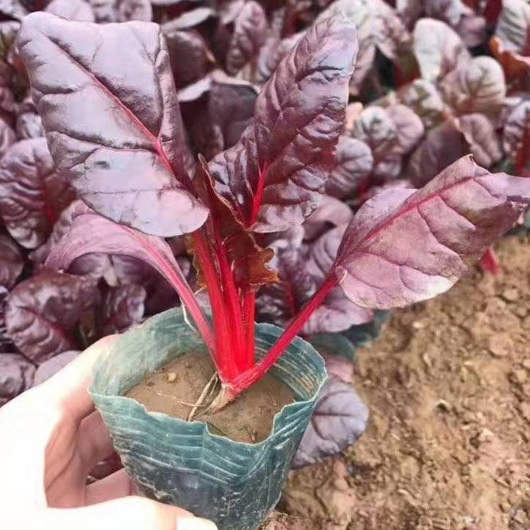 红叶菠菜 红叶菠菜批发 红叶菠菜价格