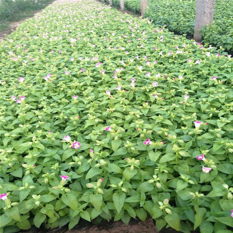 江门时令草花夏堇工程苗批发
