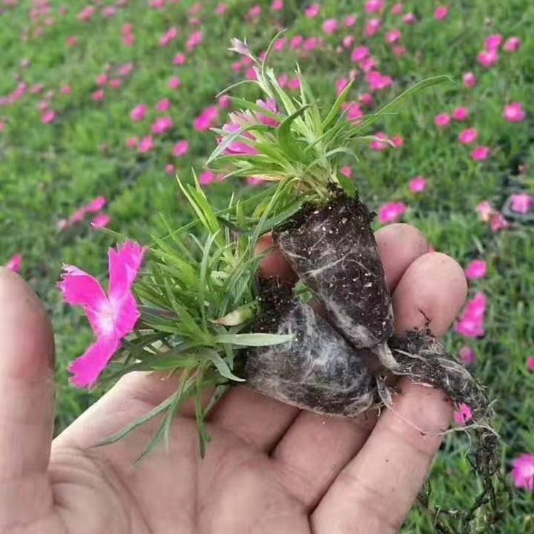 欧石竹 青州欧石竹 欧石竹批发