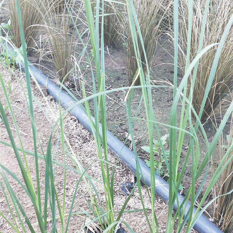 蒲苇供应基地 批发蒲苇苗