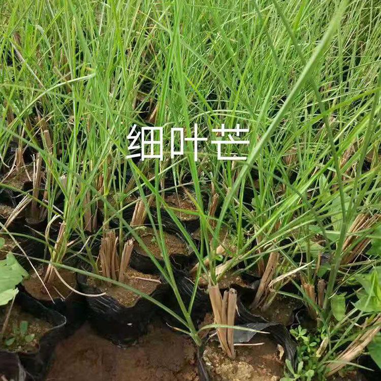 细叶芒 青州细叶芒种植基地